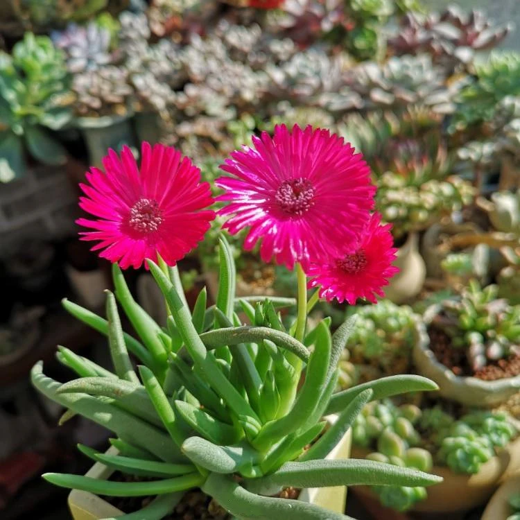 奔龙多肉植物开花【满9.9包邮发货】