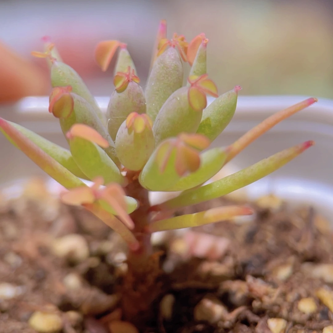 棒叶酢浆草 Oxalis herreraex 稀有品种 小盆景素材