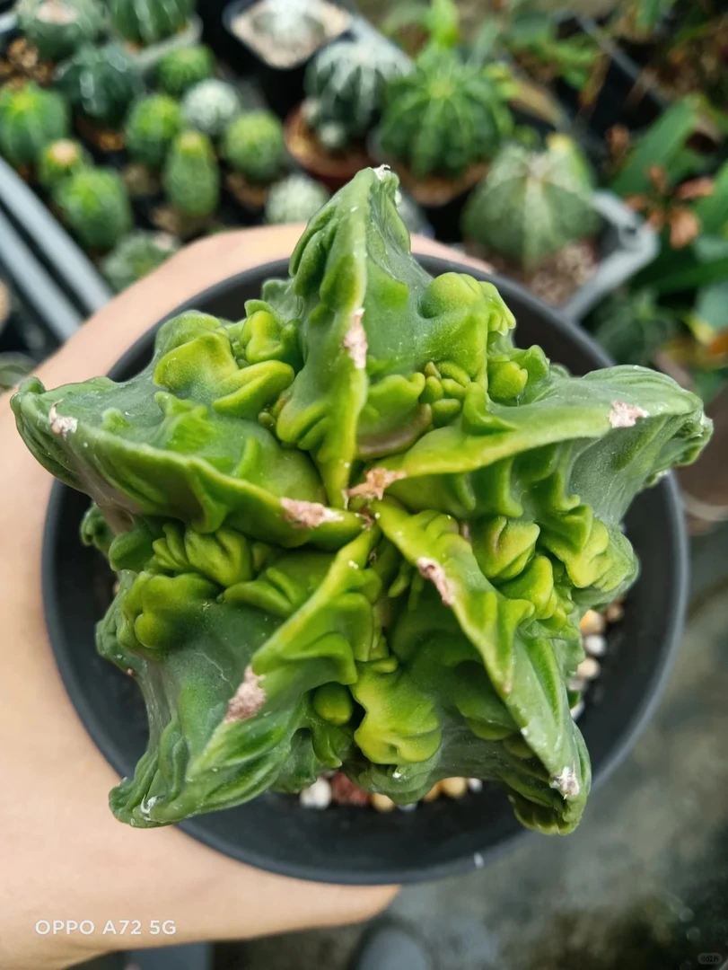 鸾凤玉仙人球多肉植物【满包邮发货】