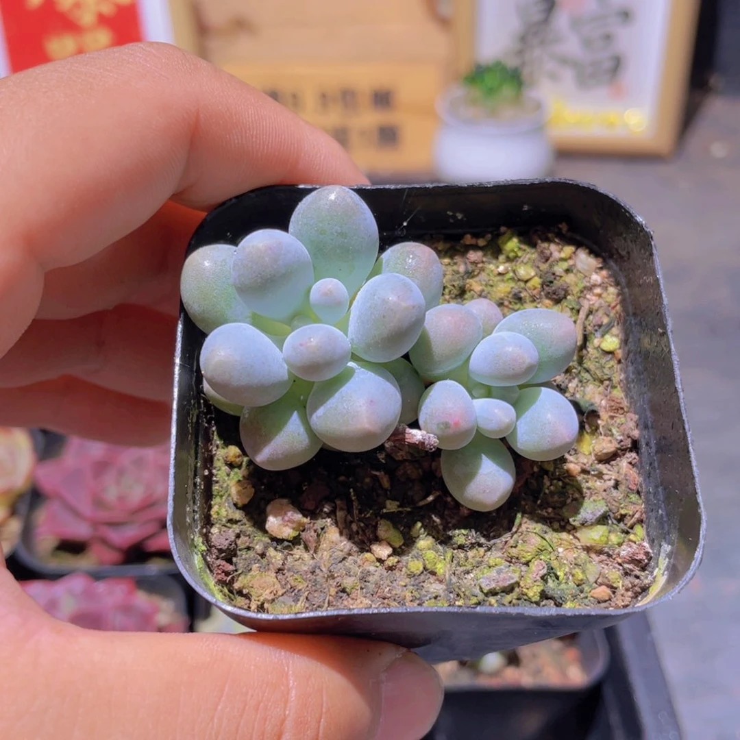 汤圆多肉9.9发货