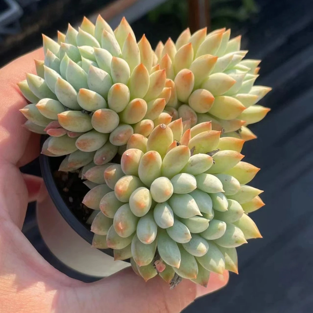 玉如意多肉植物【凑满9.9包邮】