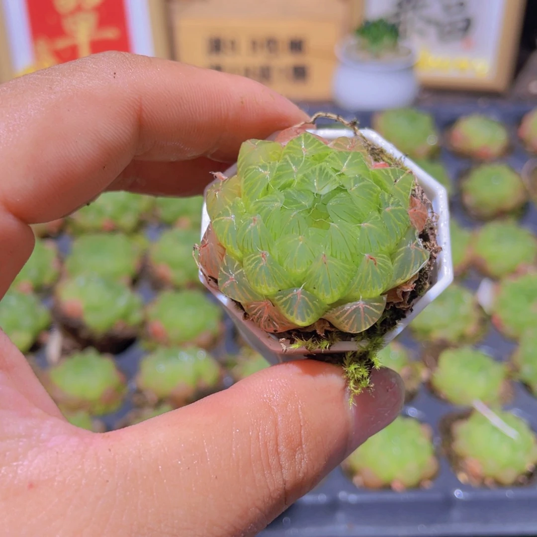 冰川玉露多肉9.9发货