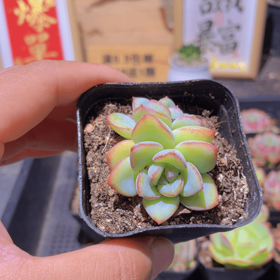 泡芙多肉多肉9.9发货