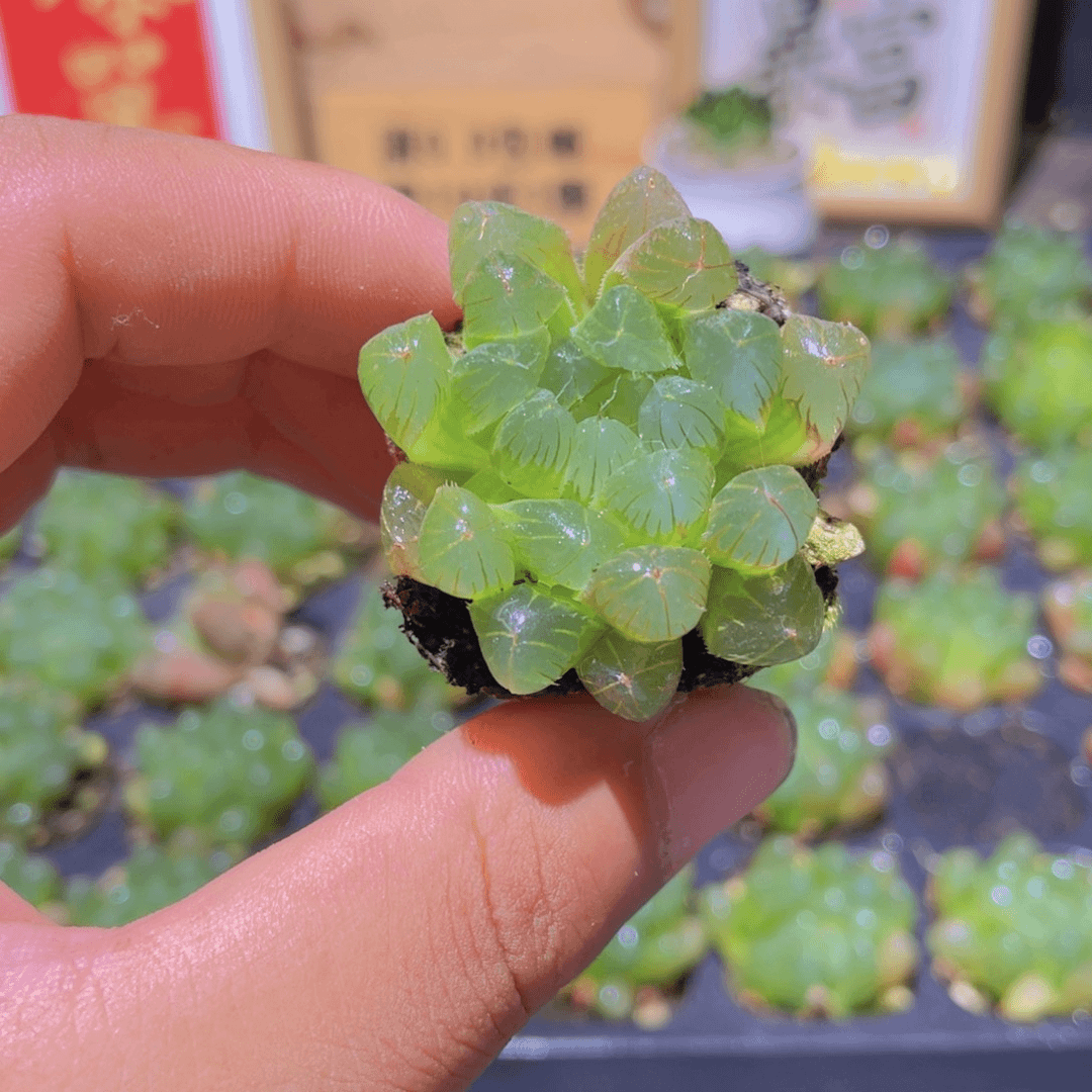 大窗玉露多肉9.9发货