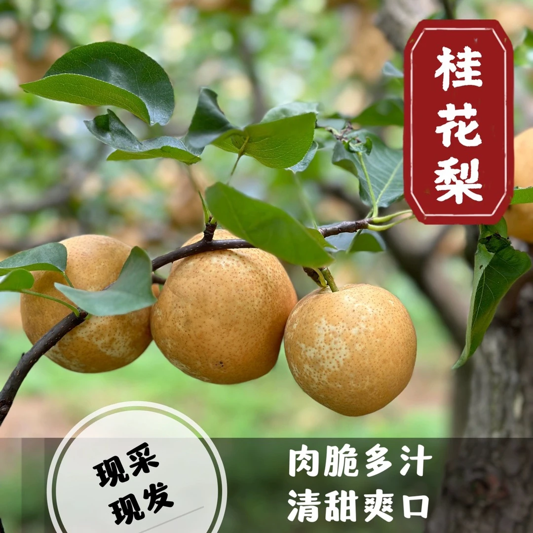 广西桂花梨 雪花梨黄金梨新鲜水果梨子皮薄肉厚脆甜多汁现摘现发
