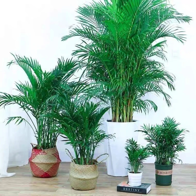 富贵椰子盆栽室内大型绿植散尾葵凤尾竹袖珍椰子植物四季常青花卉