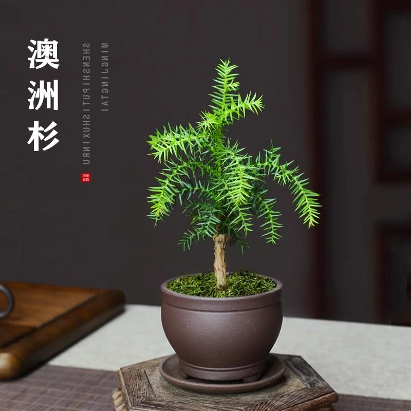 澳洲杉盆景小苗不老松植物办公室好养耐冻小松树室内禅意绿植盆栽