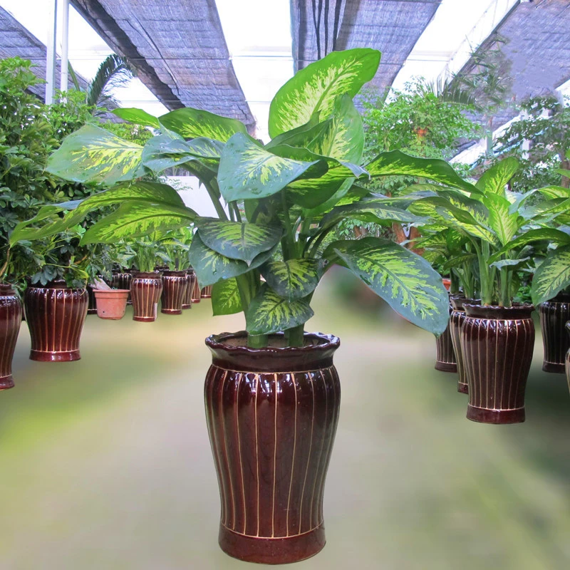 花叶斑马万年青盆栽室内客厅办公室高档观叶大型绿植