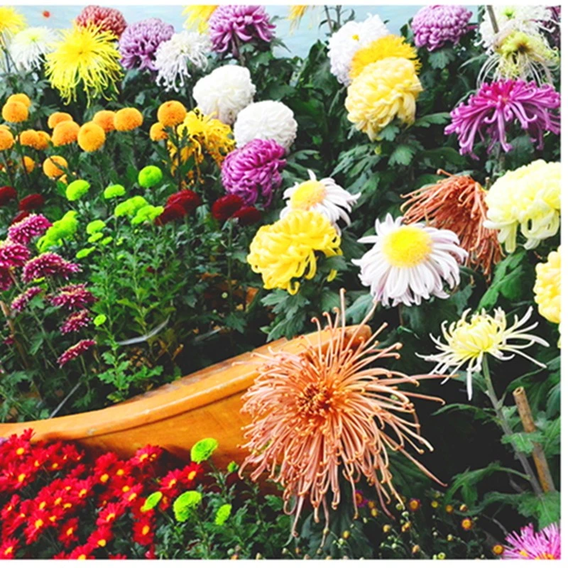 菊花盆栽带花苞四季开花荷兰菊千头菊九月菊乒乓菊室内花卉菊花苗