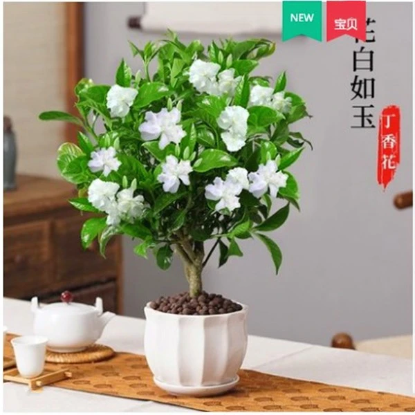 丁香花盆栽花卉室内花绿植阳台四季常青开花芳香好养活植物