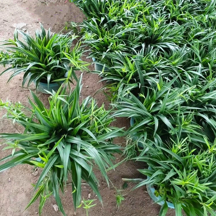 青叶吊兰大盆金边吊兰盆栽办公室内绿植可长垂吊花卉观叶植物直供