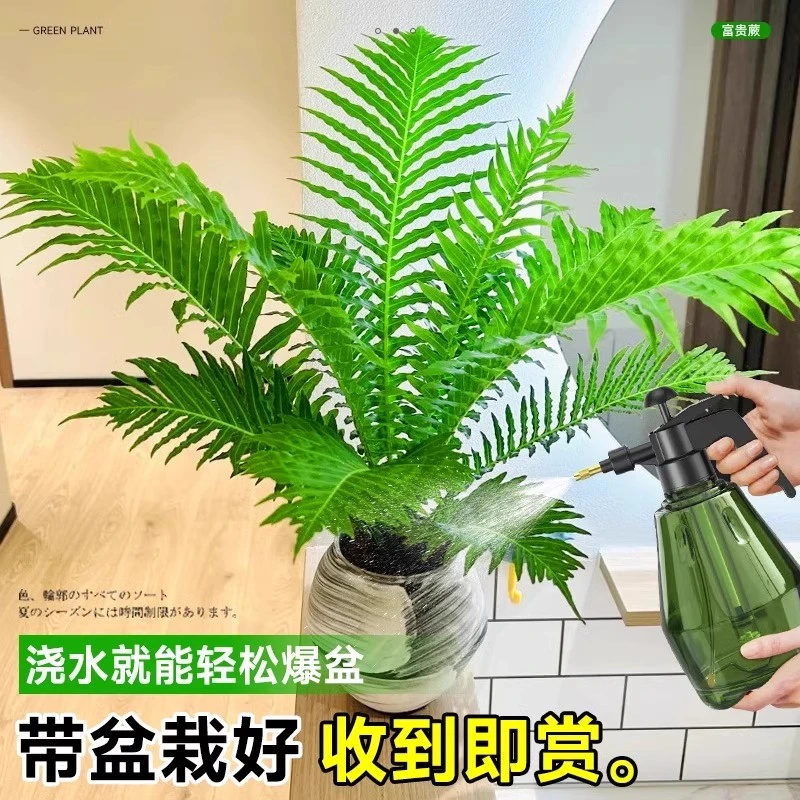 富贵蕨盆栽室内养的观叶绿植客厅摆放绿色大叶盆景四季常青好养活