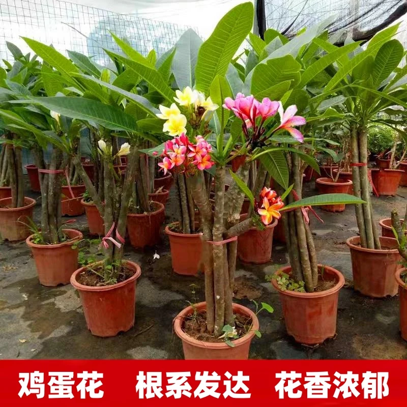 鸡蛋花树苗盆栽 当年开花庭院地栽阳台盆栽植物 多花浓香花卉好养