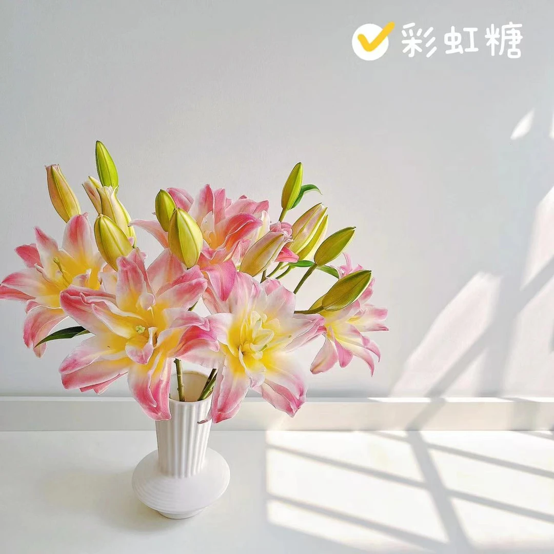 【老王家的鲜花】彩虹糖重瓣百合