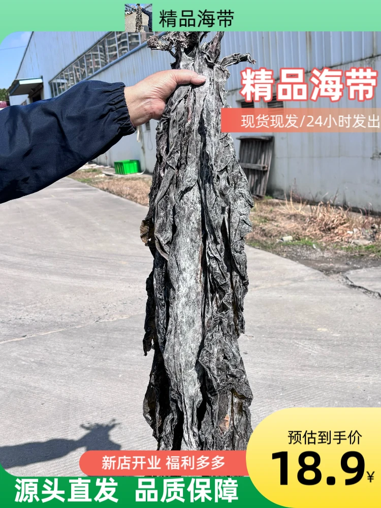 (精品海带源头厂家)优质福建霞浦特产干净无沙传统工艺老少皆宜