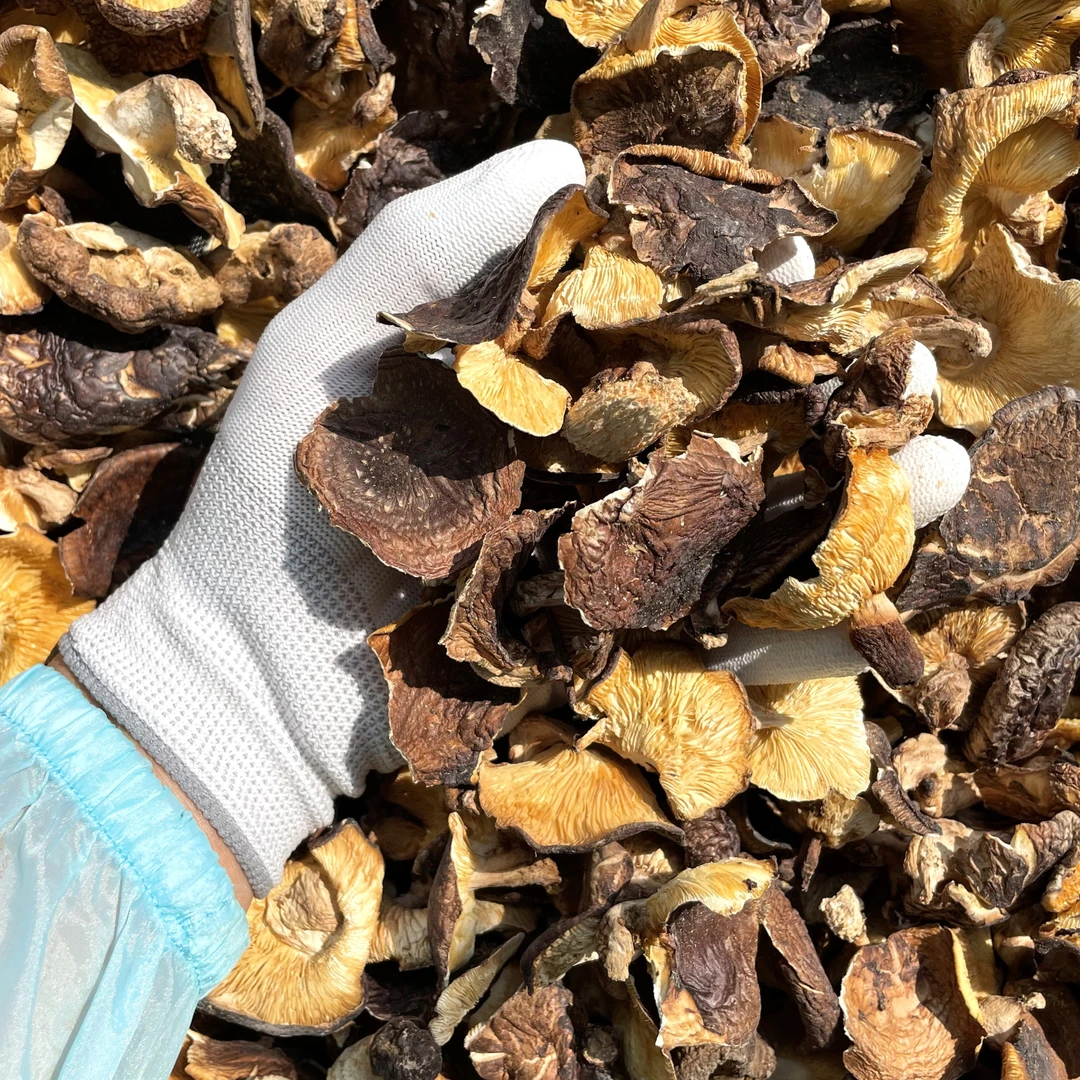 秘山源广西河池深山原木香菇香信菌菇干品100/500g