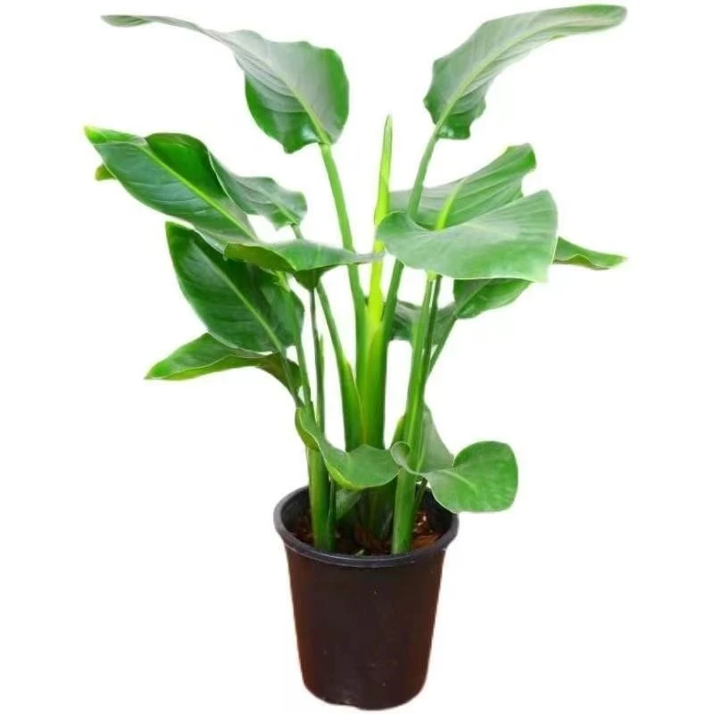 L天堂鸟盆栽室内植物办公室鹤望兰大型绿植开业盆景福州同城