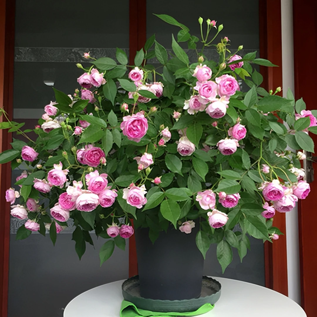玛姬婶婶紫色多头浓香型麻吉婶婶多头群开爆花垂钓阳台月季花窗台