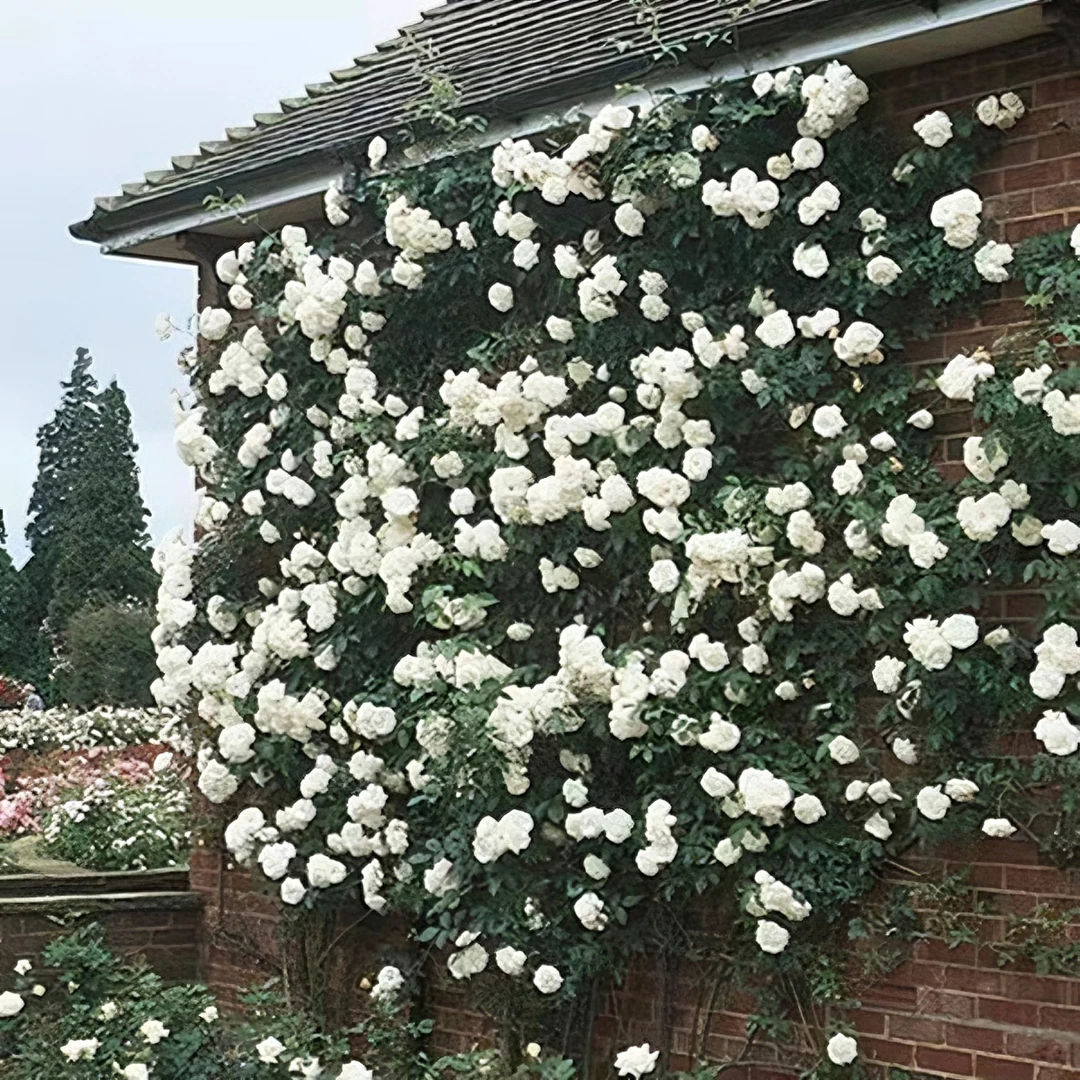 藤冰山月季白色藤本花卉蔷薇花苗带花苞四季开花大苗拱门栅栏爬藤
