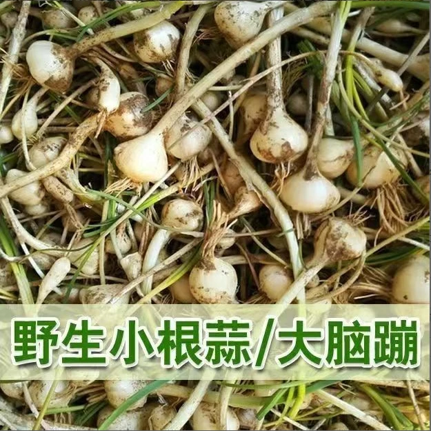 东北春季新鲜野生山野菜“小根蒜”薤白野葱野蒜大脑瓜