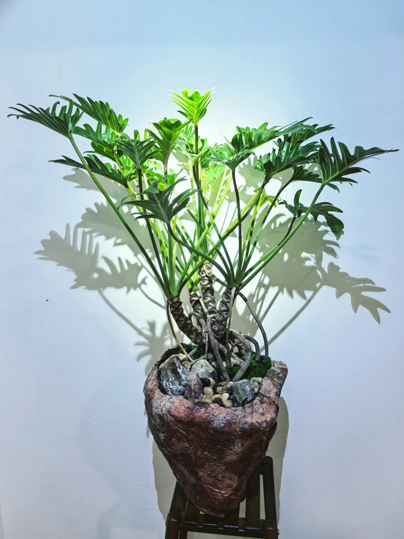 网红绿植、龙鳞小天使，懒人植物、一物一拍