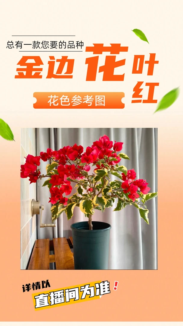 三角梅生桩熟桩系列【金边花叶红】桩型以直播间为准