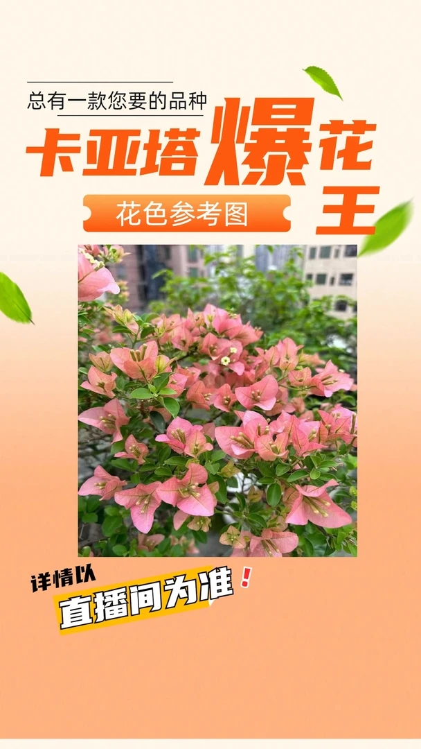 三角梅生桩熟桩系列【卡亚塔】桩型以直播间为准