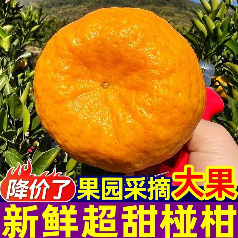 云南高山春见耙耙柑新鲜薄皮香甜橘子丑橘水果现摘现发产地直发
