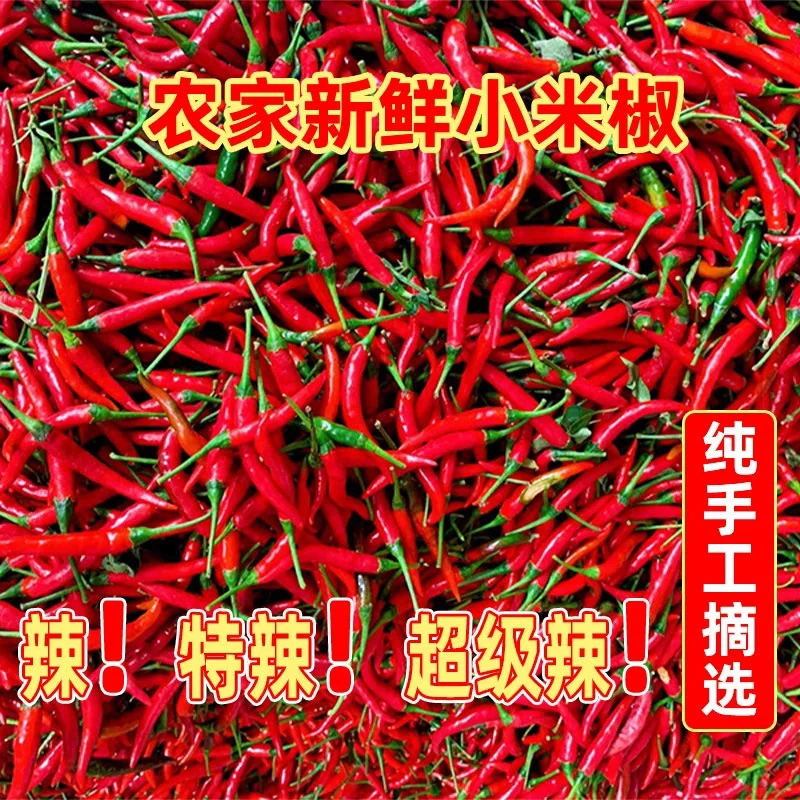 云南朝天椒新鲜上市