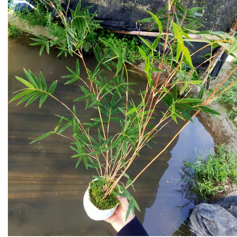 （直播间一物一拍）红竹 红观音竹 红运竹盆栽红色