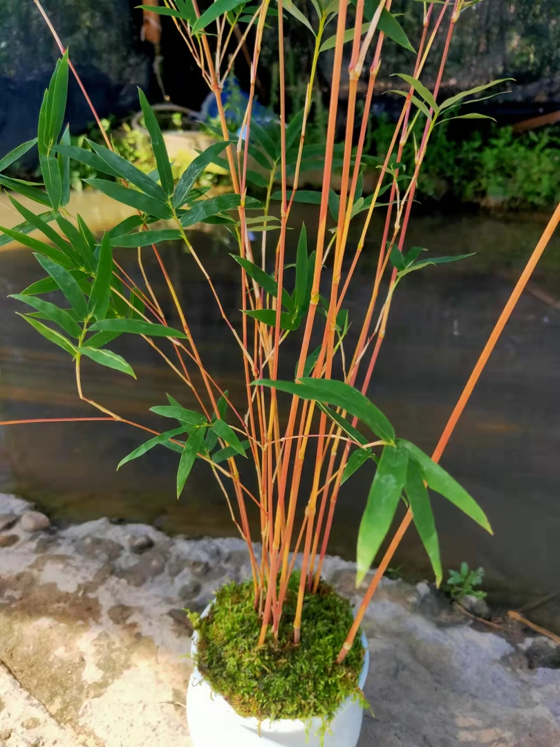 红观音竹 ，家有观音万事顺心，家中有竹，全家幸福