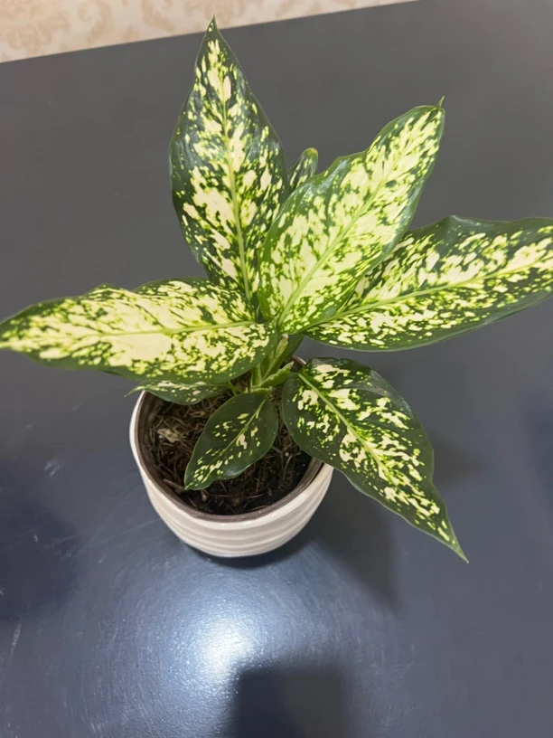 翡翠青懒人吸水盆室内阳台客厅办公室吸甲醛绿植盆栽