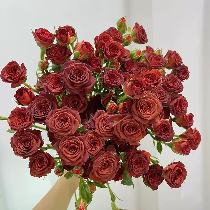 巧克力泡泡小玫瑰(1单包邮)云南昆明基地直发速递同城鲜花礼物