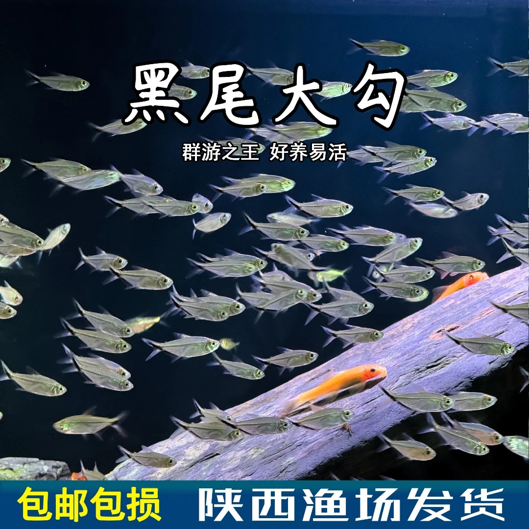 中快优品 黑尾大勾群游热带鱼