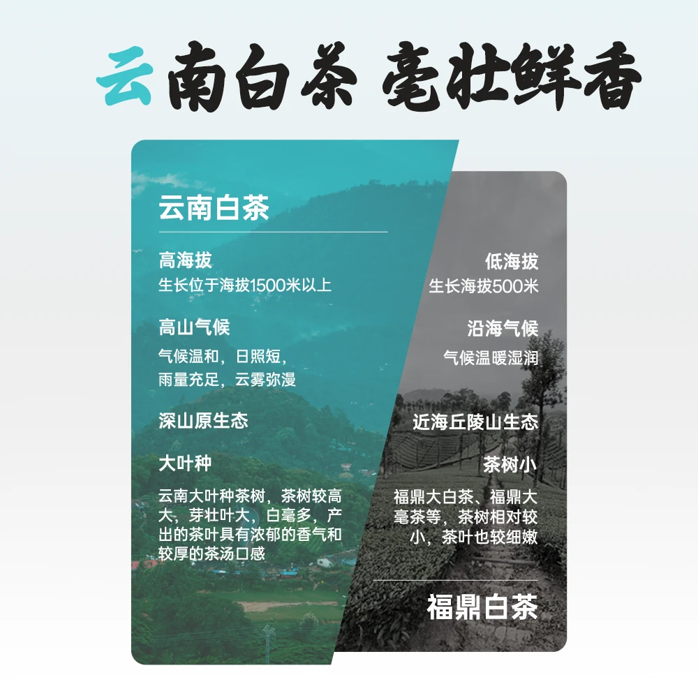 【云南白茶】白龙须23年春茶深山大叶种白茶白毫银针年货礼盒茶礼