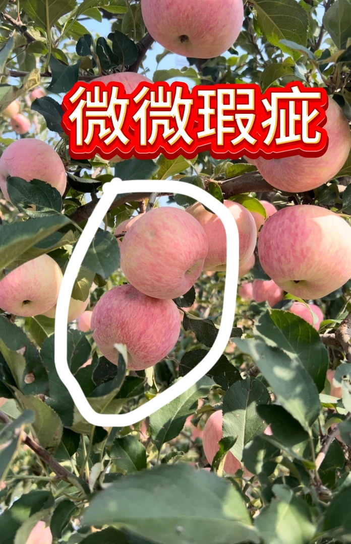 山东沂源红富士苹果 瑕疵果 微微瑕疵