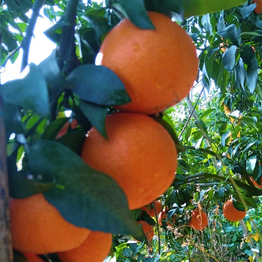 红美人果冻橙（泉水柑）