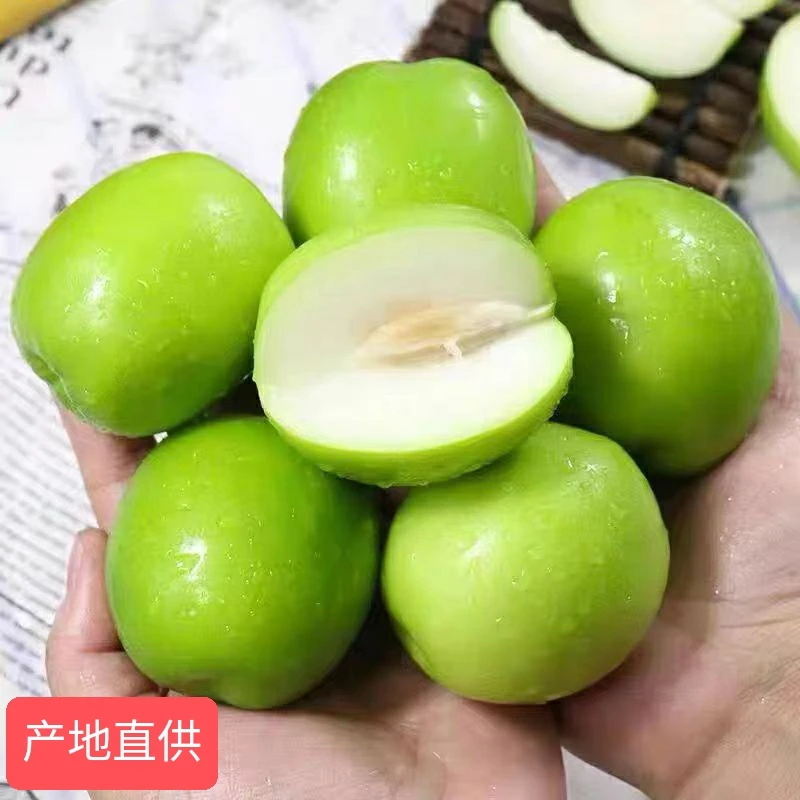 【产地直供】牛奶大青枣5斤新鲜水果大青枣当季水果尝鲜现摘现发送