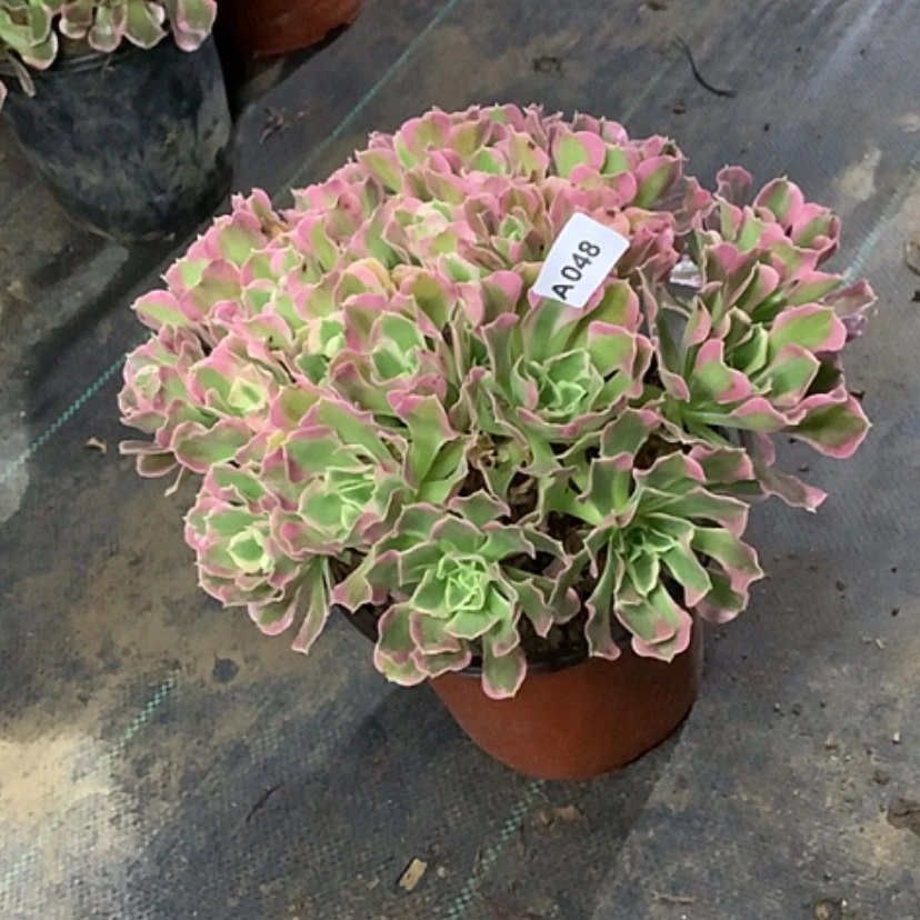 【闪购商品】48白多肉