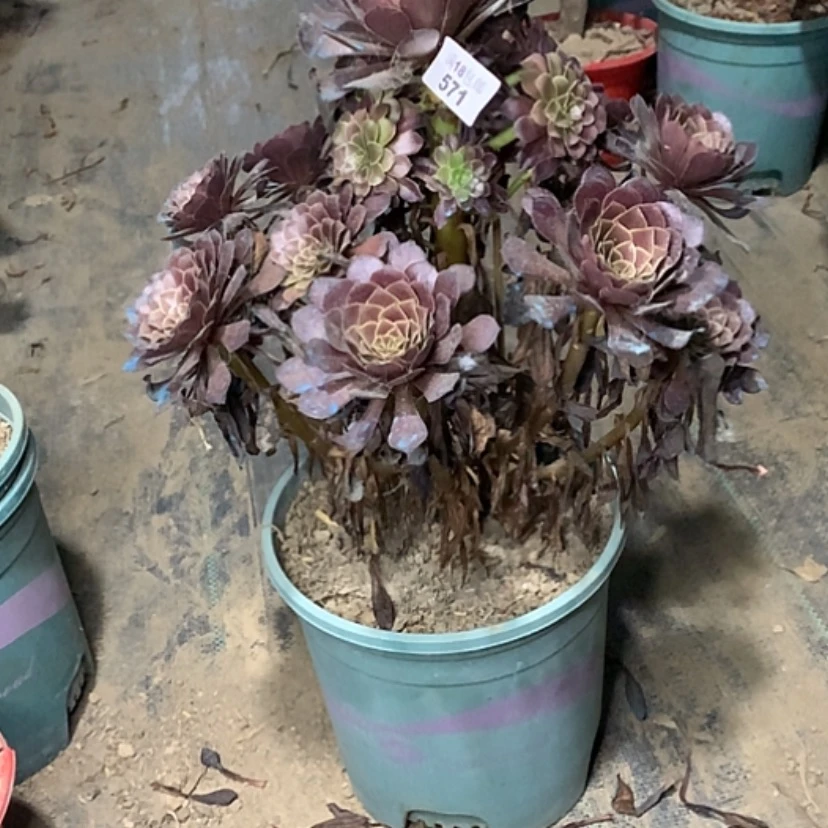 【闪购商品】571黑铜壶多肉