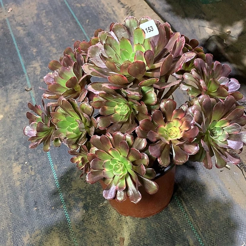 【闪购商品】153黑金刚多肉