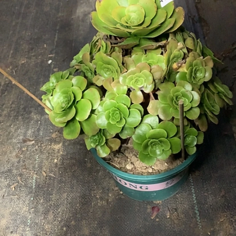 【闪购商品】910八尺镜多肉