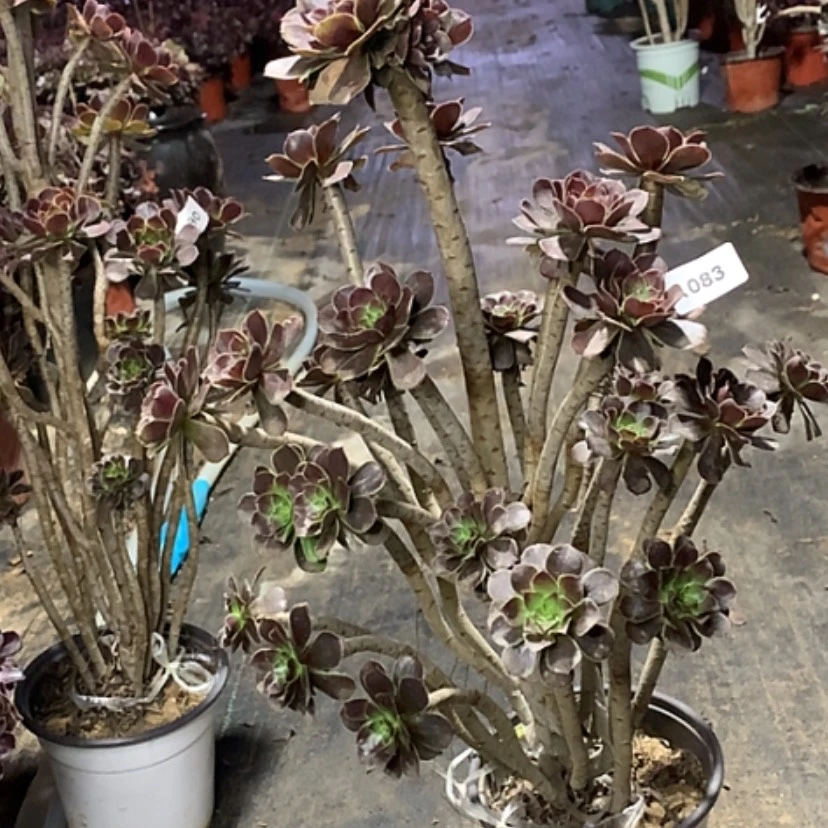 【闪购商品】83灰法师多肉