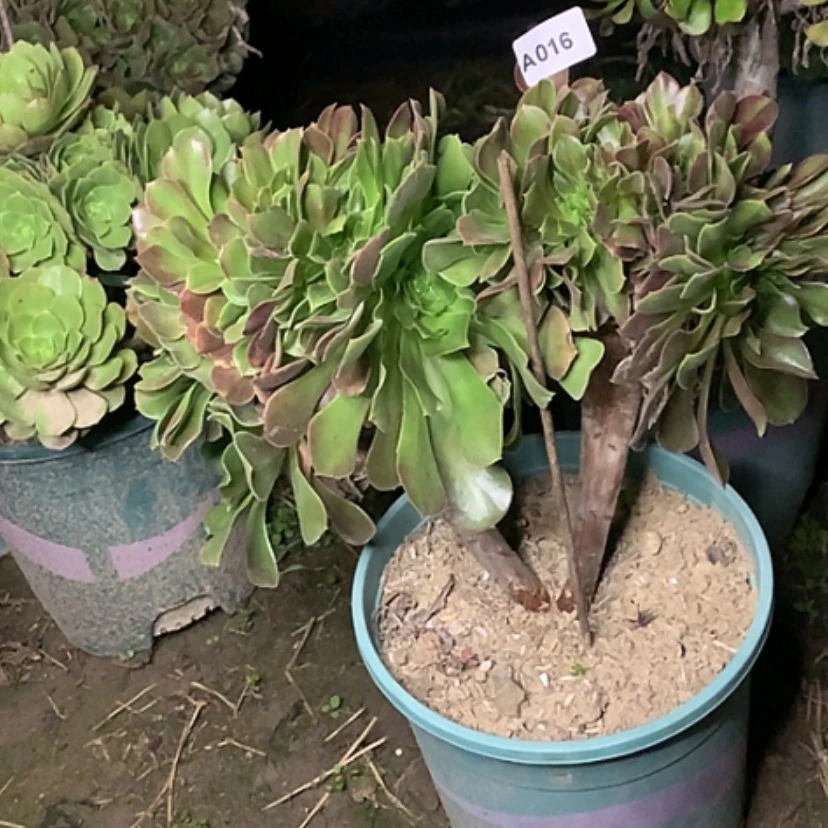 【闪购商品】16玫瑰缀多肉