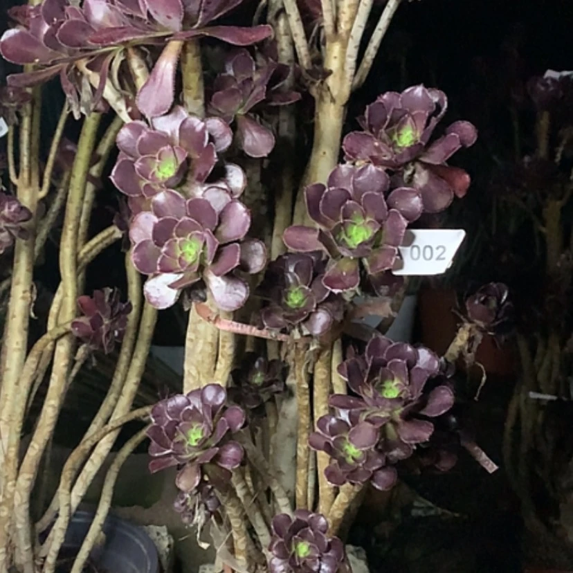 【闪购商品】2黑法师多肉