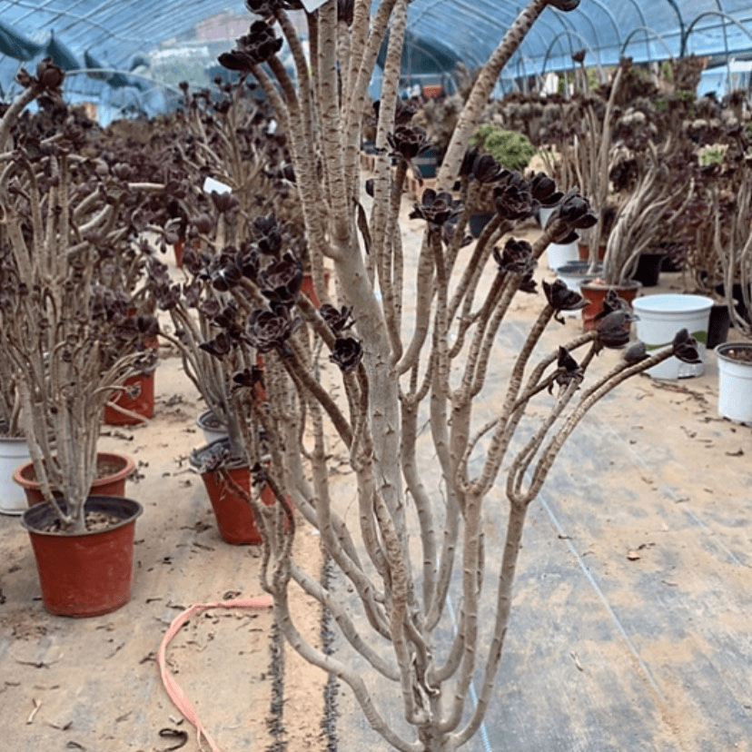 【闪购商品】45黑法师多肉