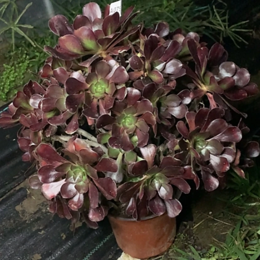 【闪购商品】79圆叶多肉