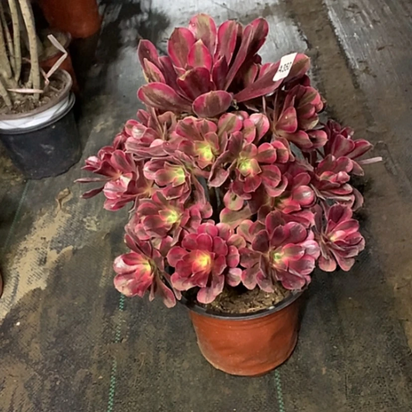 【闪购商品】350美杜莎多肉