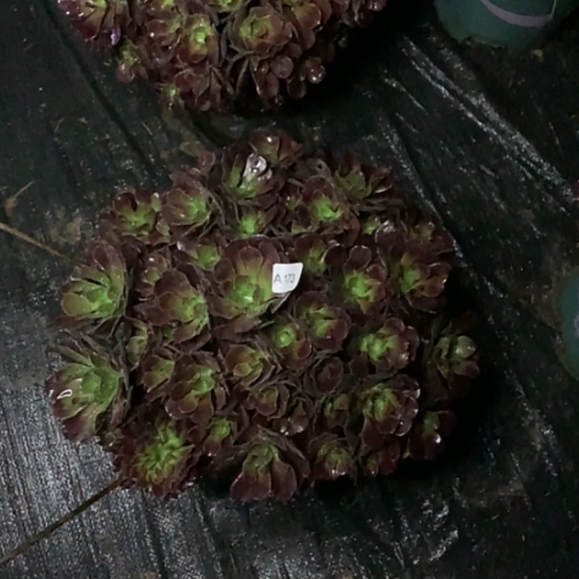 【闪购商品】173欧紫多肉