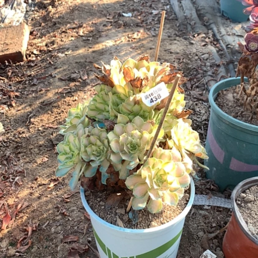 【闪购商品】438多肉法师